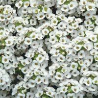 CLEAR CRYSTAL WHITE
